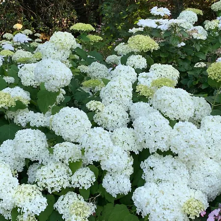 Alojamento de Acomodação e Pequeno-almoço Elswoutshoek Overveen